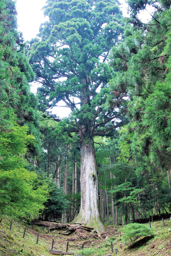 屋久島の縄文杉